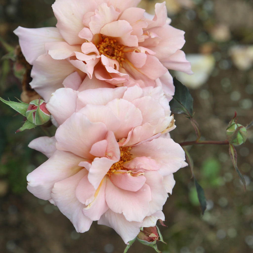 Julia's Rose®