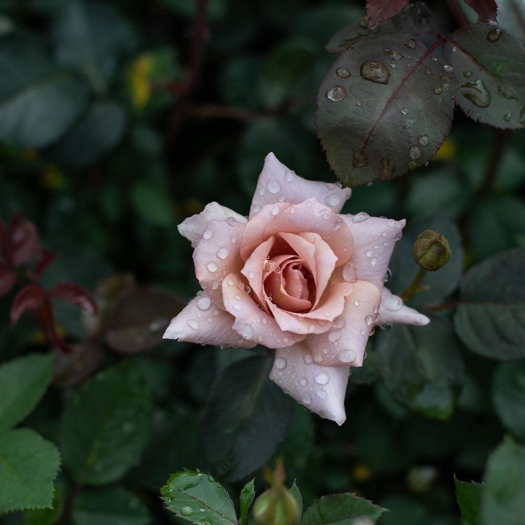 Julia's Rose®