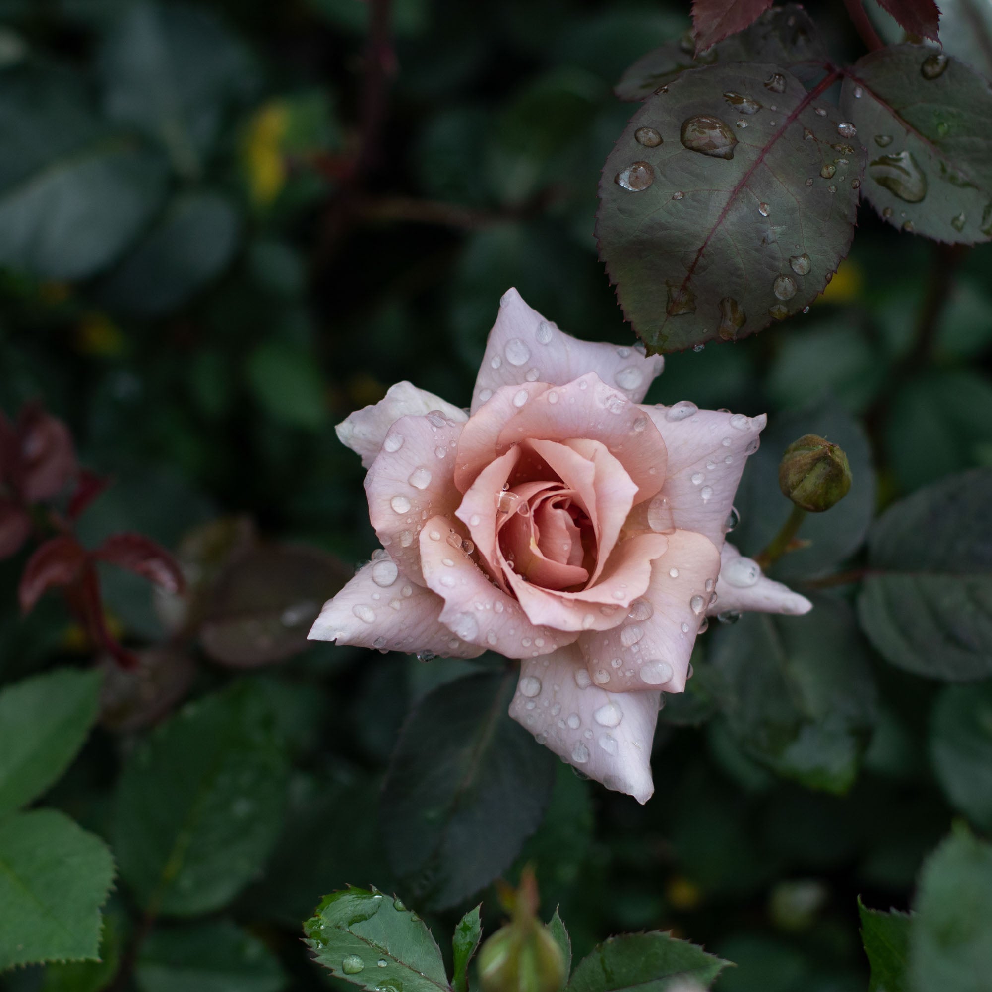 Julia's Rose®