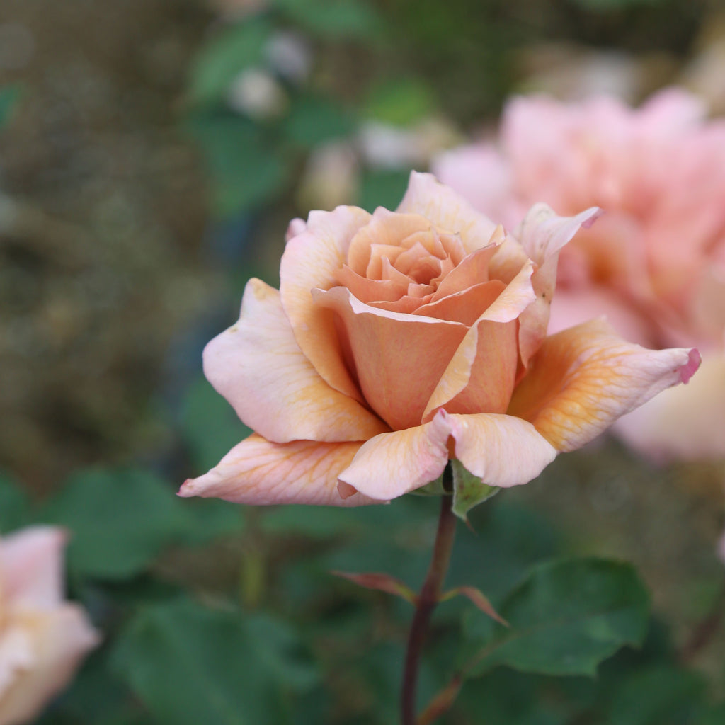 Julia's Rose®