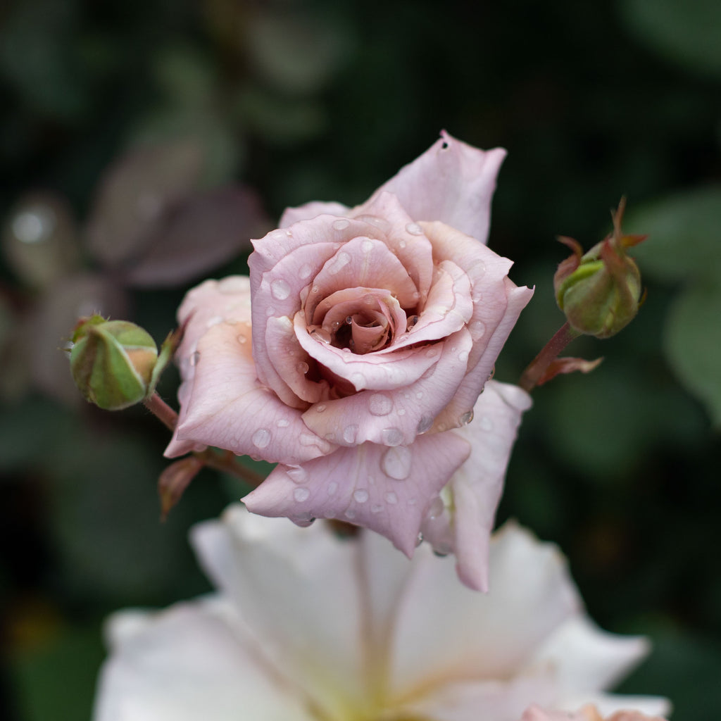 Julia's Rose®
