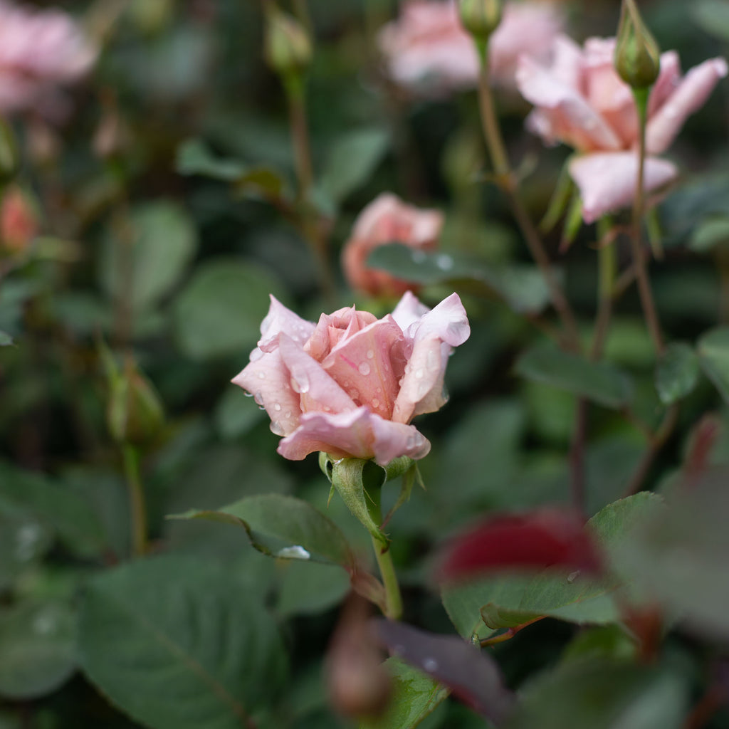 Julia's Rose®