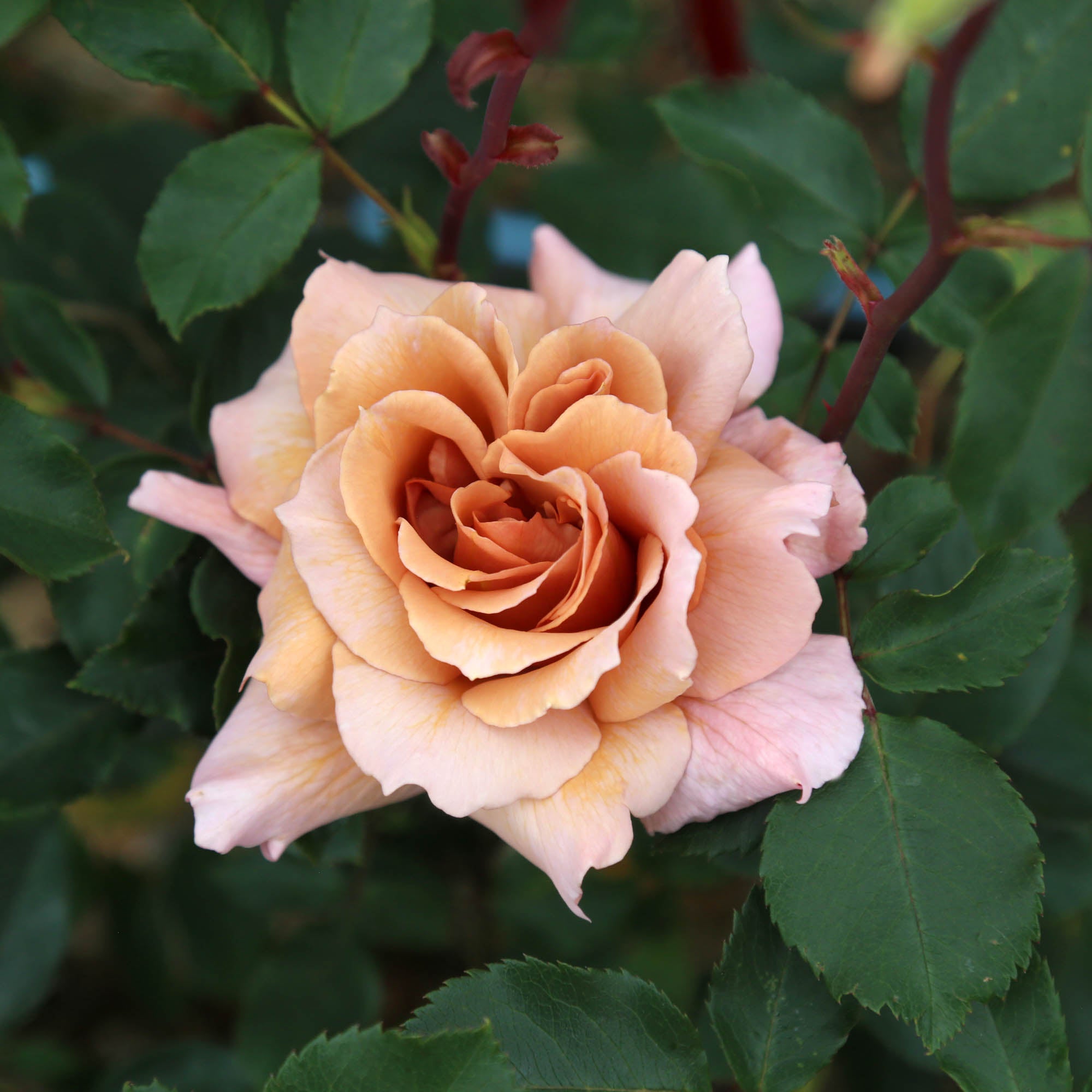 Julia's Rose®