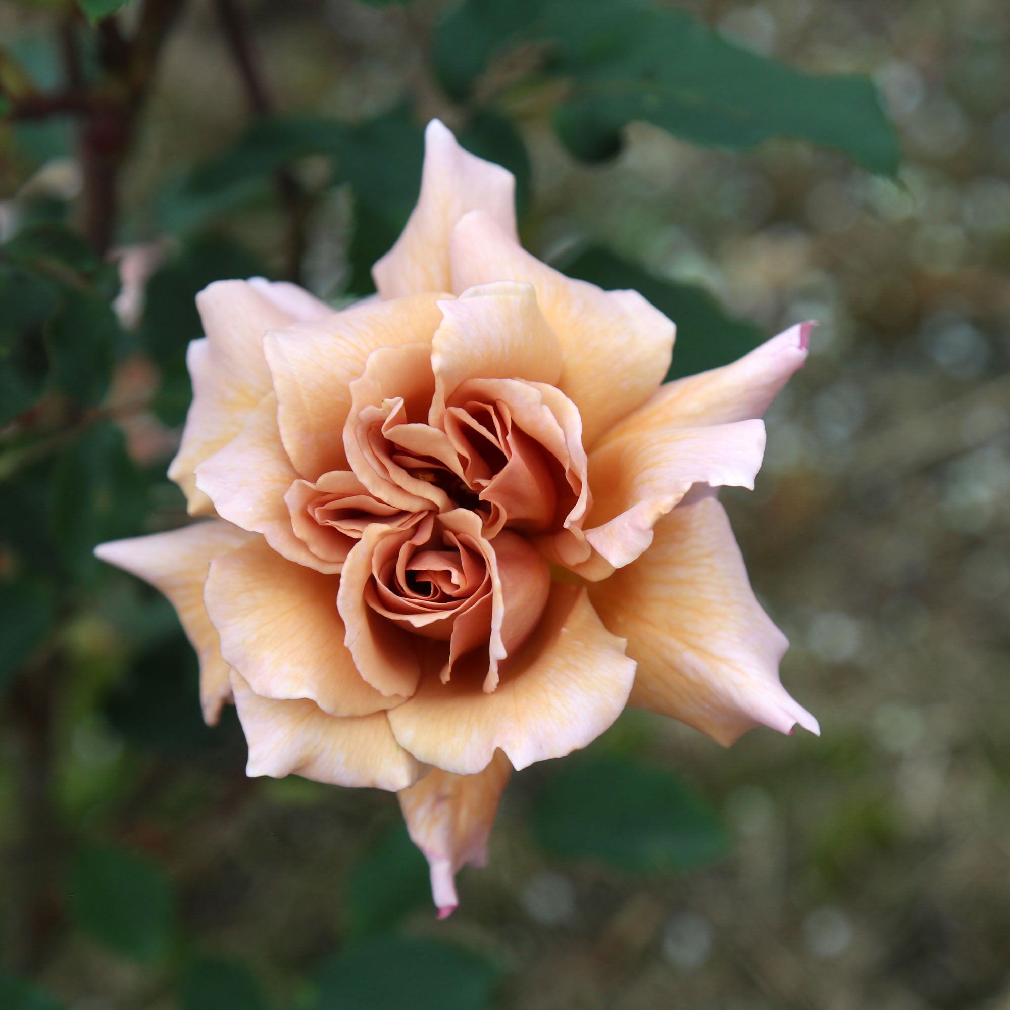 Julia's Rose®