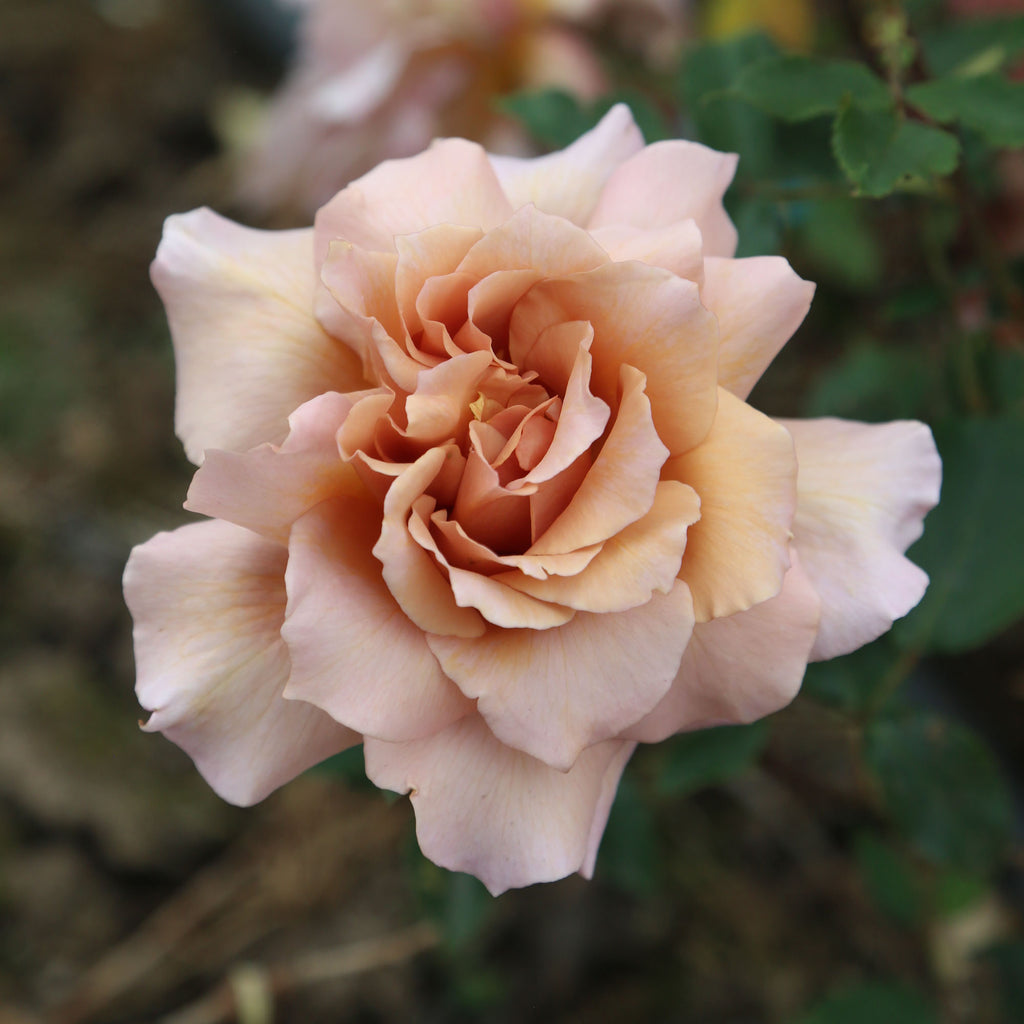 Julia's Rose®