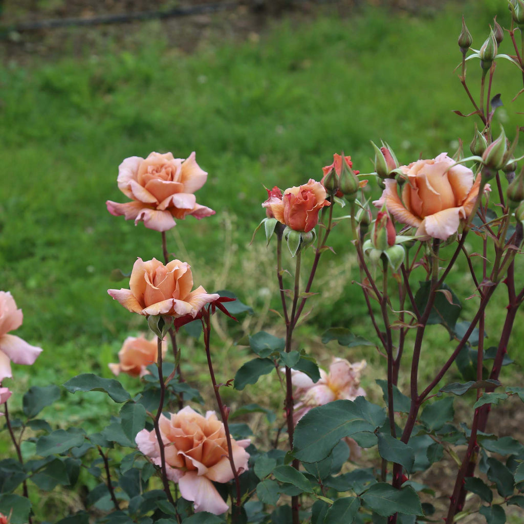 Julia's Rose®