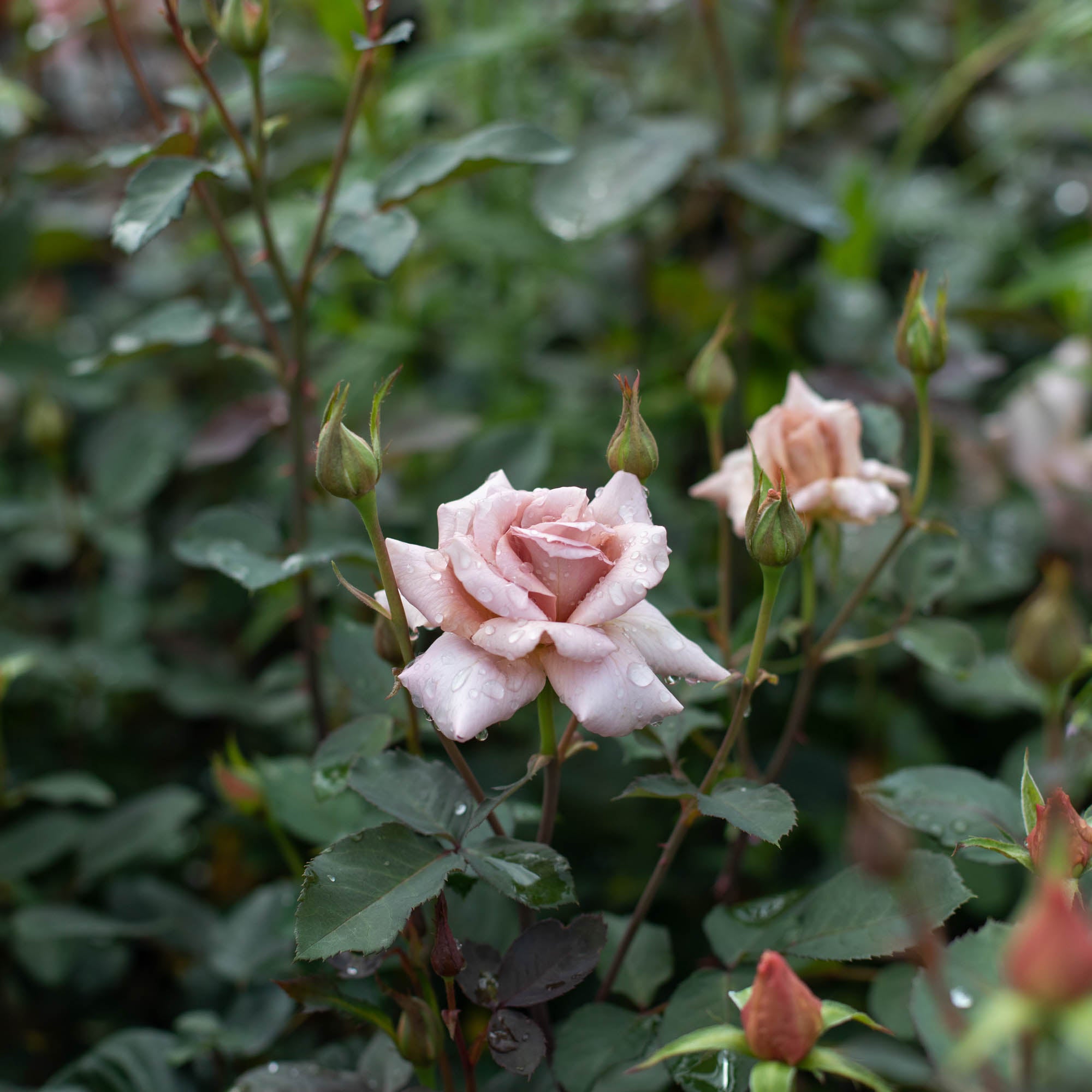 Julia's Rose®