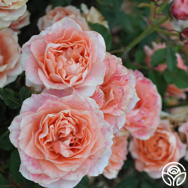 ROSE☆ROSE Rose Hot Pink 40 cm. Bulk - Wholesale - Blooms By The Box