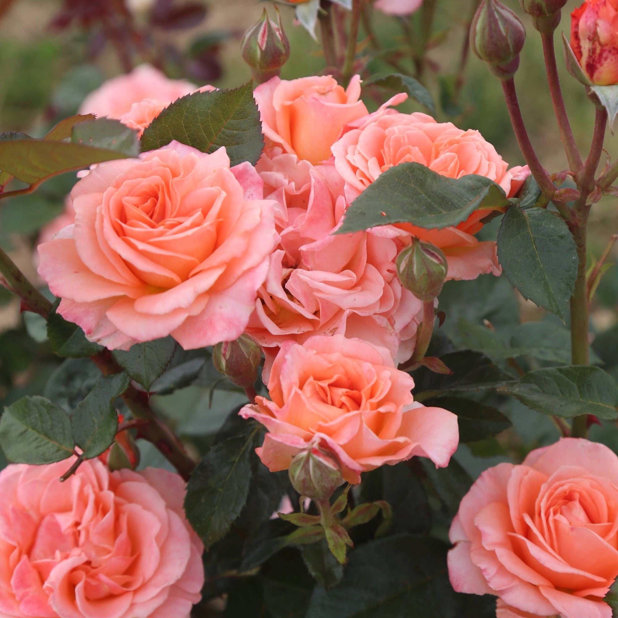 Jump For Joy Floribunda Rose | Pink Rose Bush – Heirloom