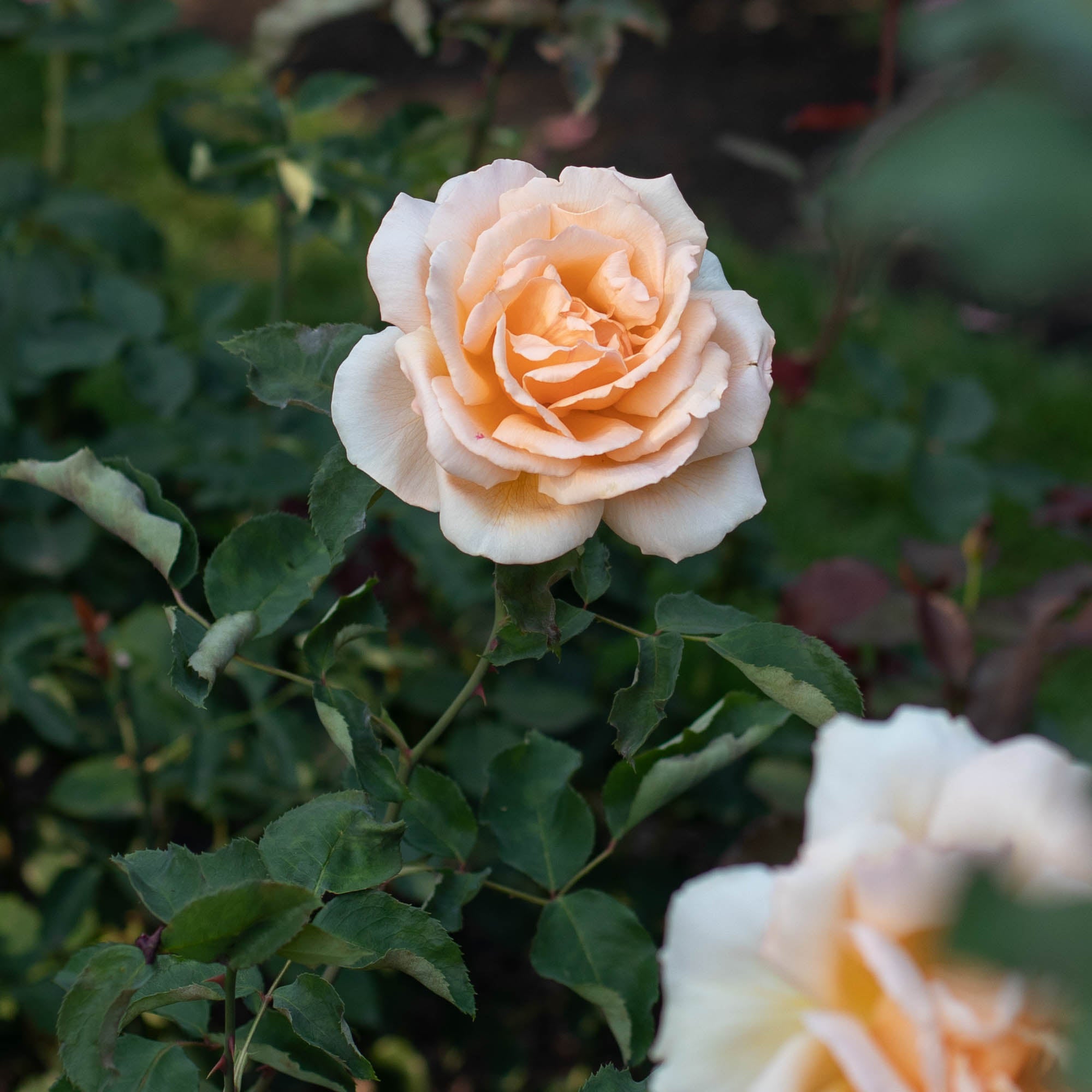 Just Joey Hybrid Tea Rose | Fragrant Rose Bush – Heirloom