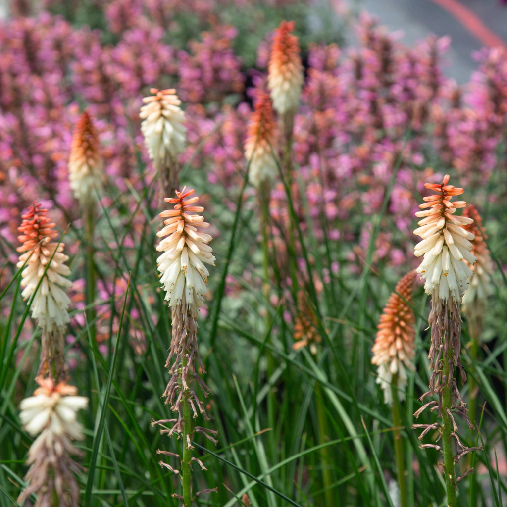 Knipofia Orange Vanilla Popsicle