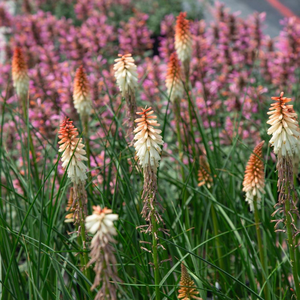 Knipofia Orange Vanilla Popsicle