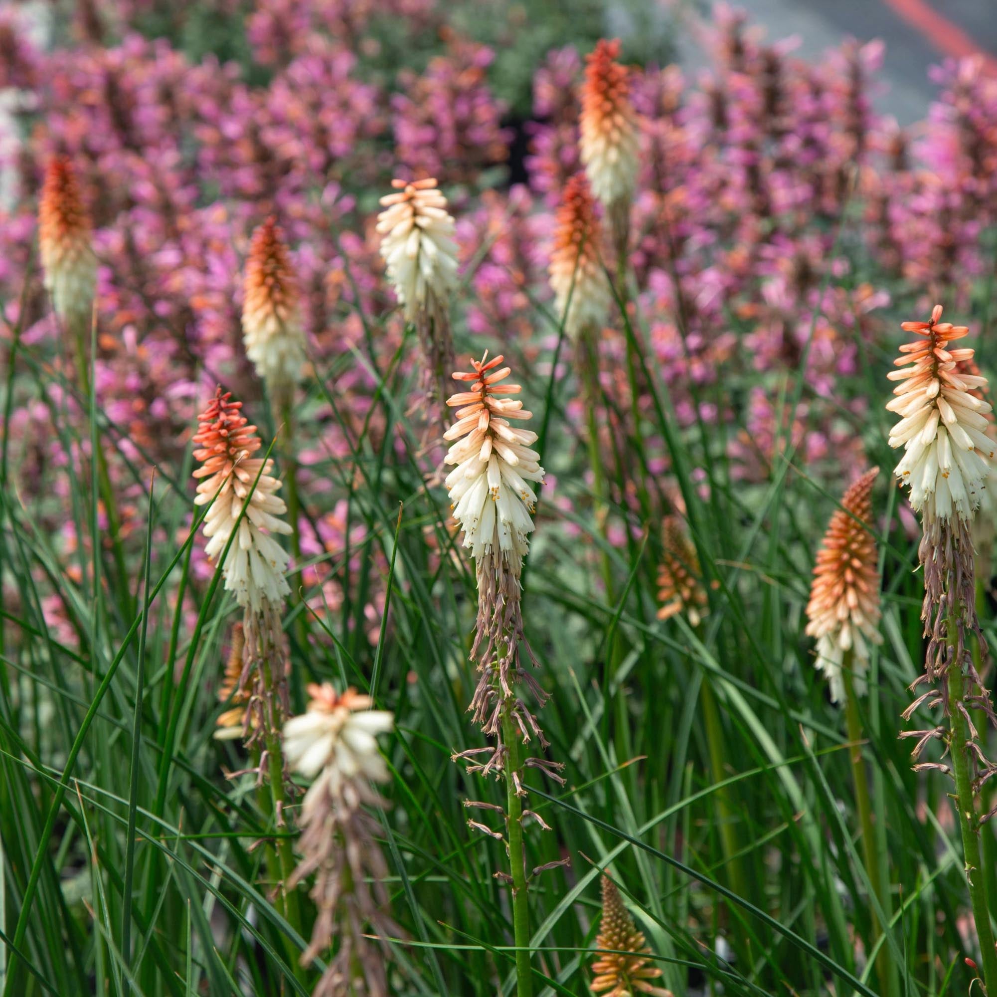 Knipofia Orange Vanilla Popsicle