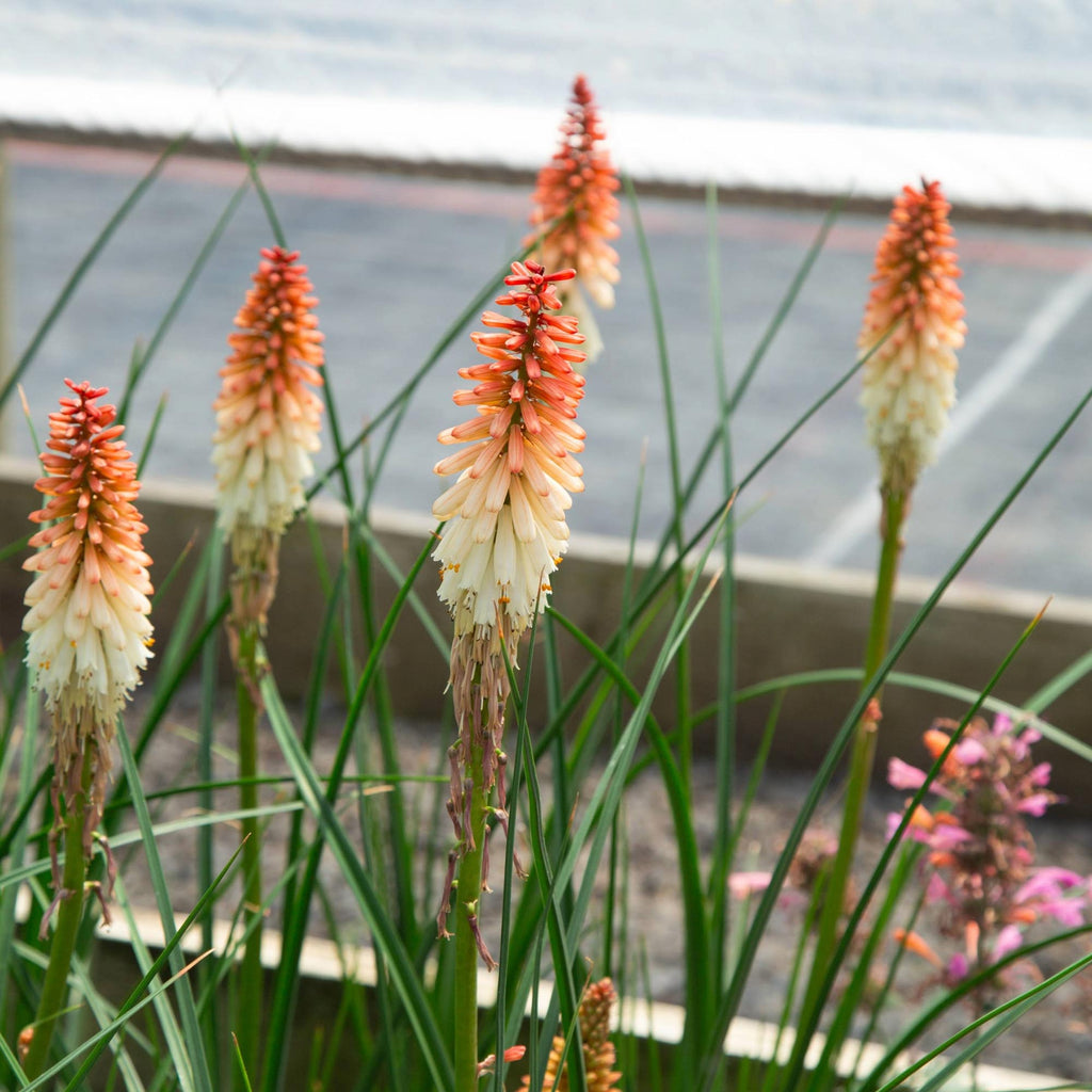 Knipofia Orange Vanilla Popsicle
