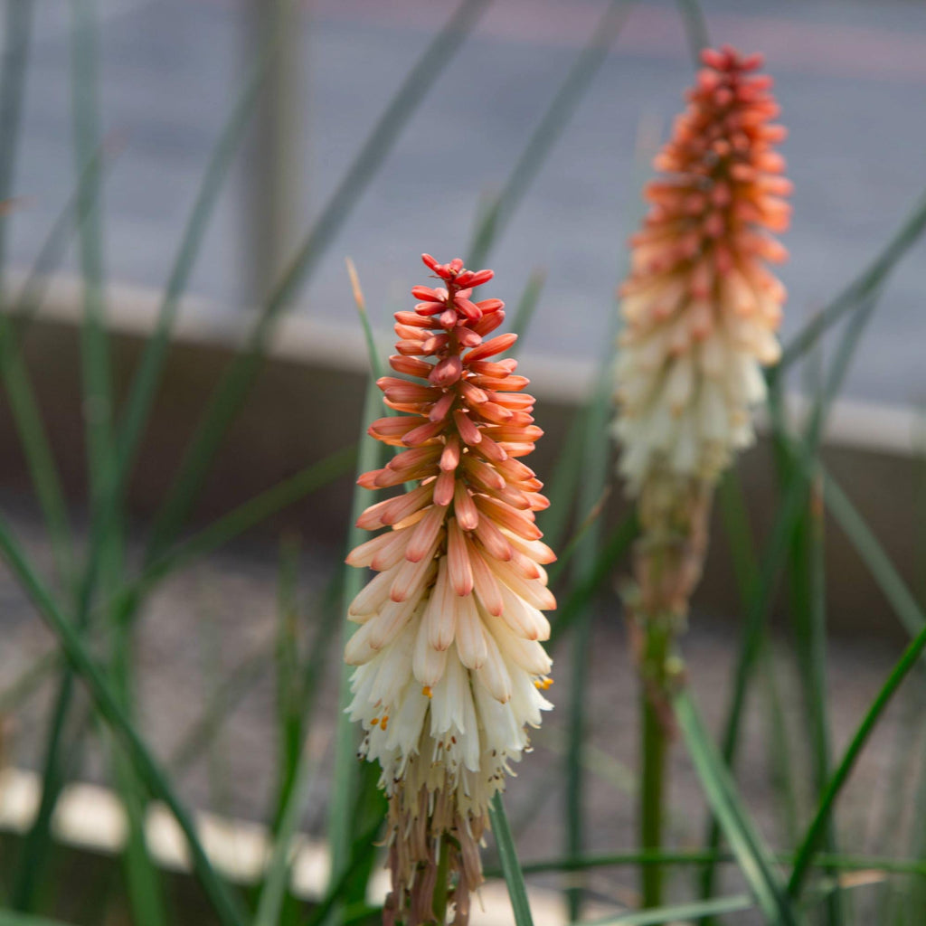 Knipofia Orange Vanilla Popsicle