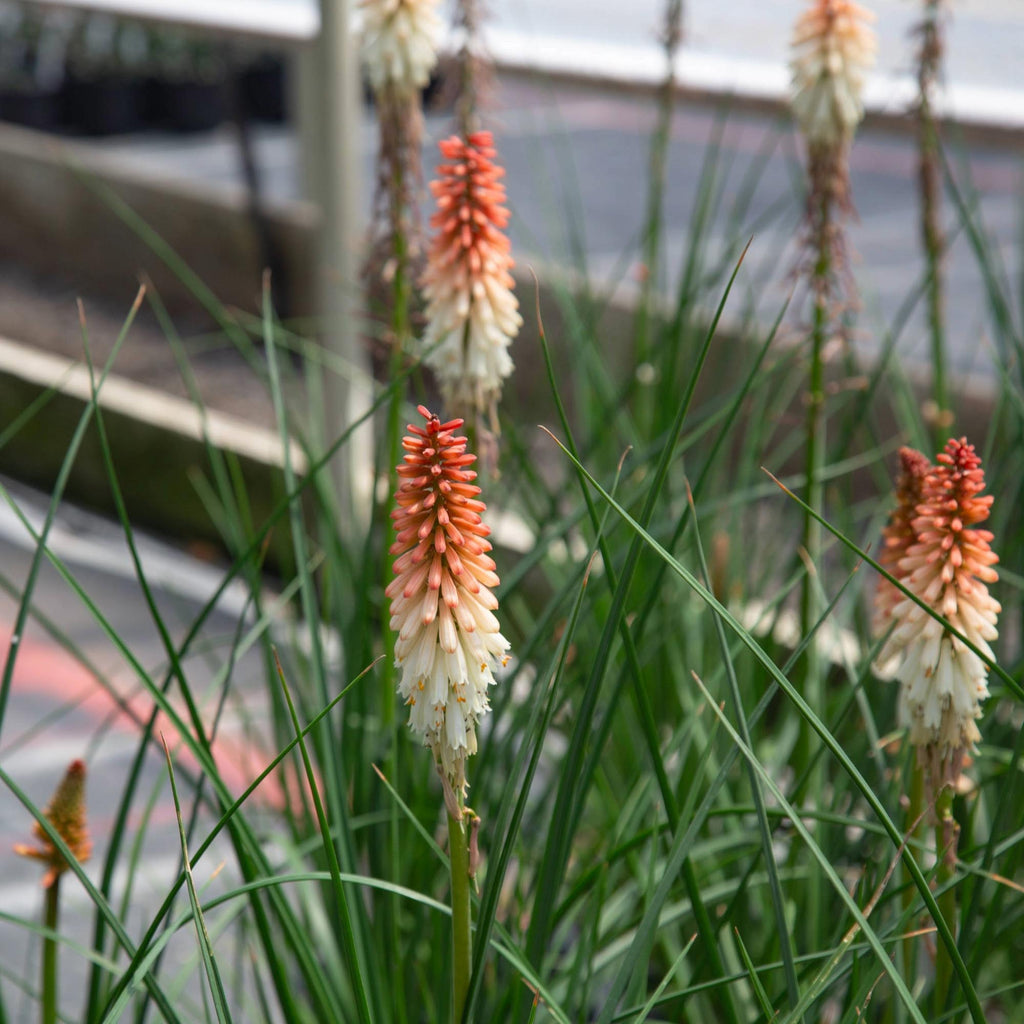 Knipofia Orange Vanilla Popsicle
