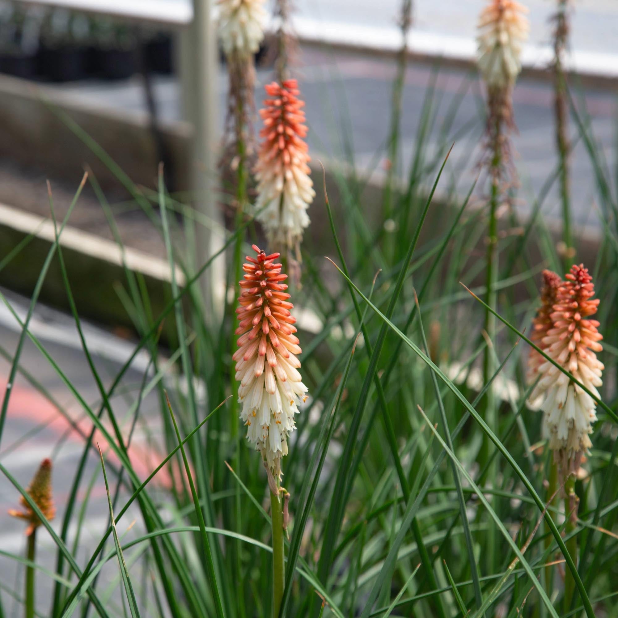 Knipofia Orange Vanilla Popsicle