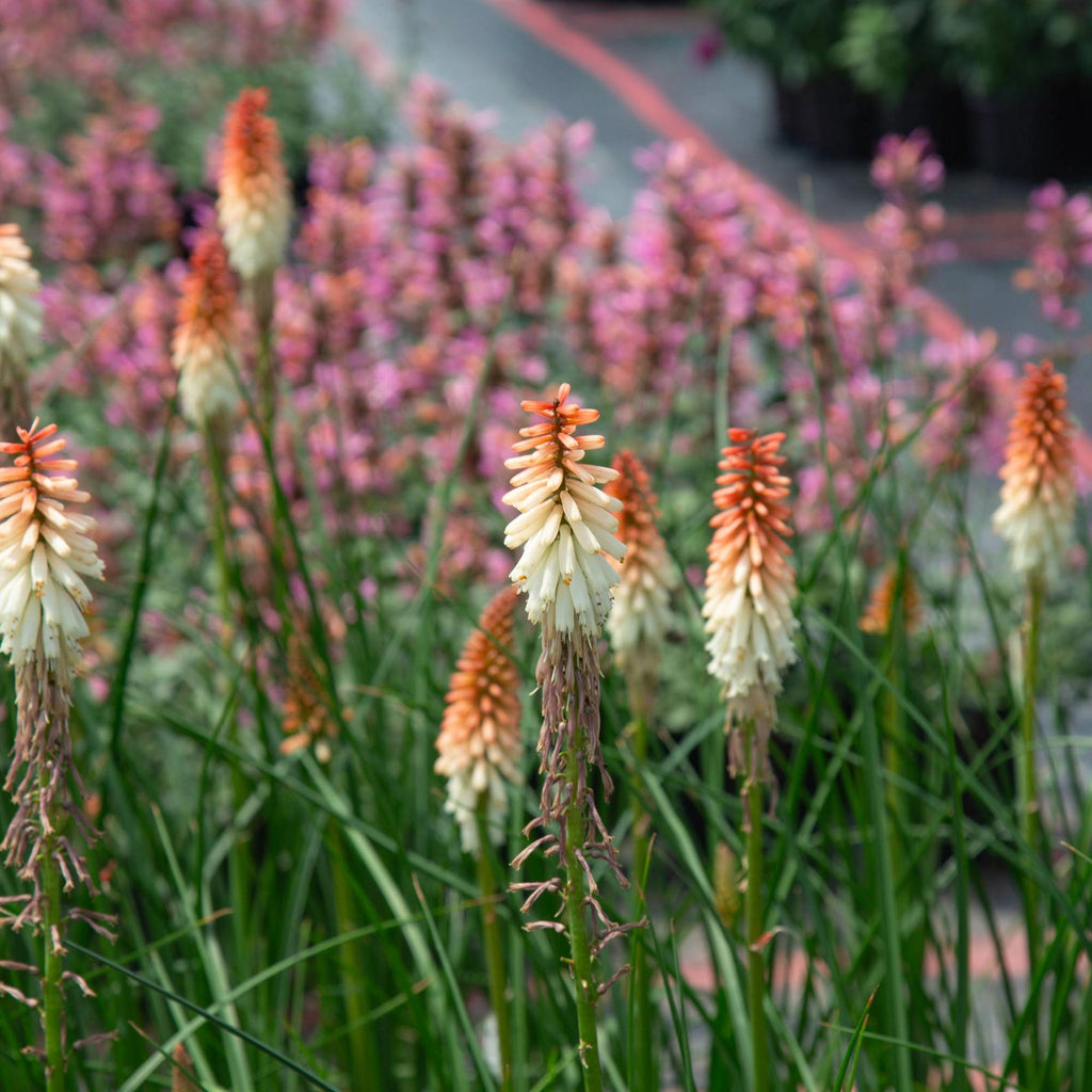 Knipofia Orange Vanilla Popsicle