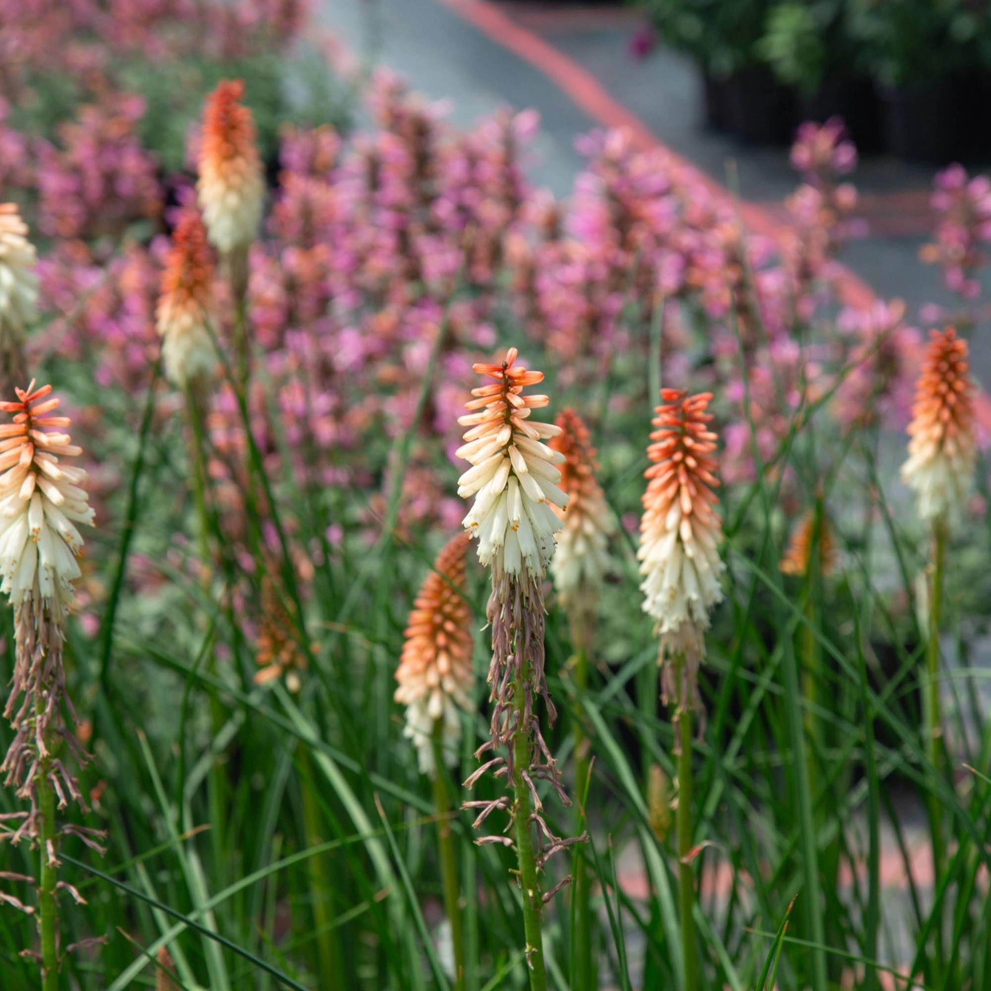 Knipofia Orange Vanilla Popsicle