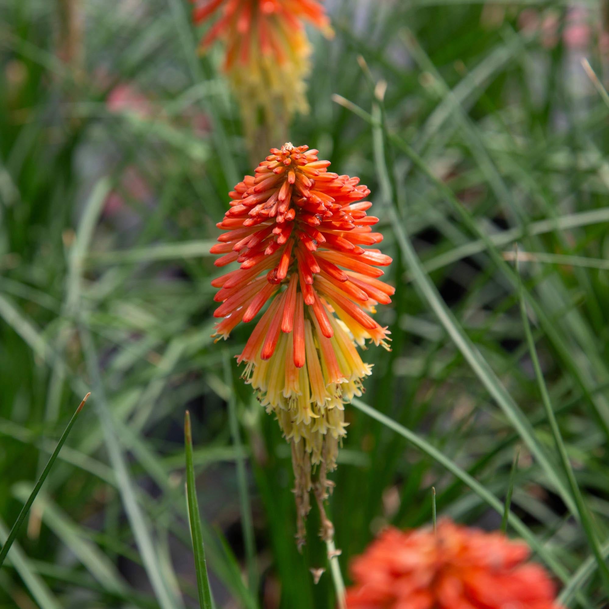 Knipofia Poco Daybreak