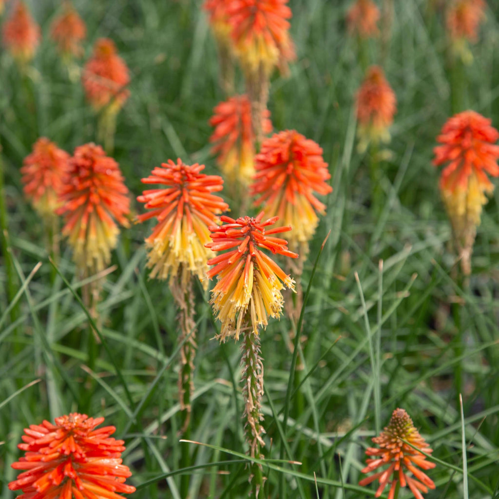 Knipofia Poco Daybreak