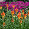 Knipofia Poco Daybreak