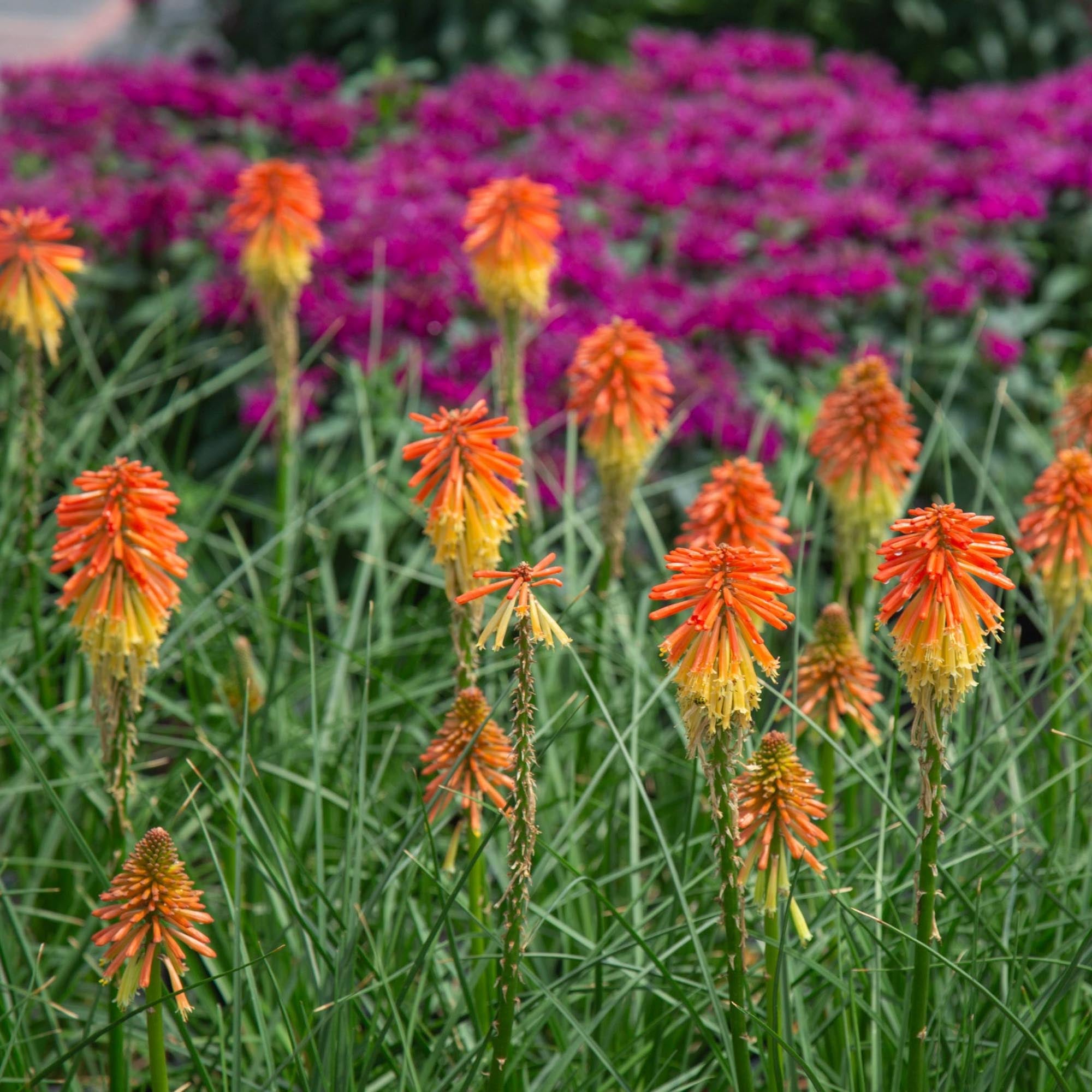 Knipofia Poco Daybreak