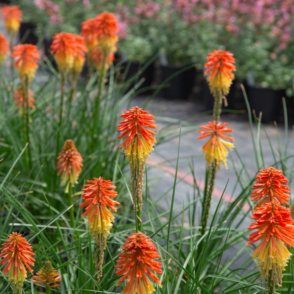 Knipofia Poco Daybreak