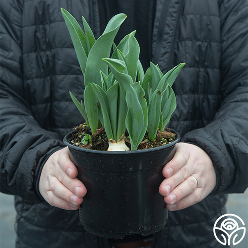 tulip house plant Double Sugar