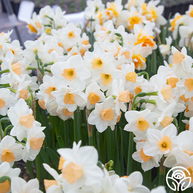 Kapiti Peach (Potted)