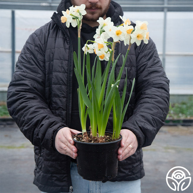 Kapiti Peach (Potted)