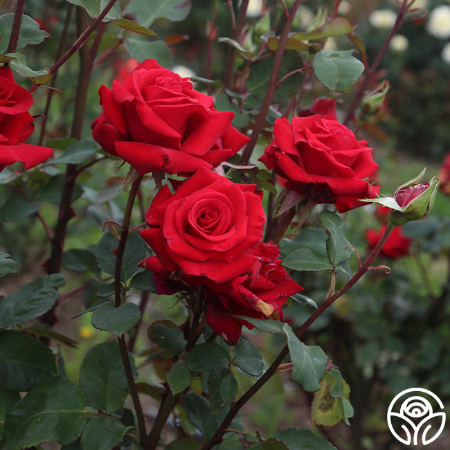 Kardinal Rose - Hybrid Tea - Lightly Fragrant – Heirloom Roses