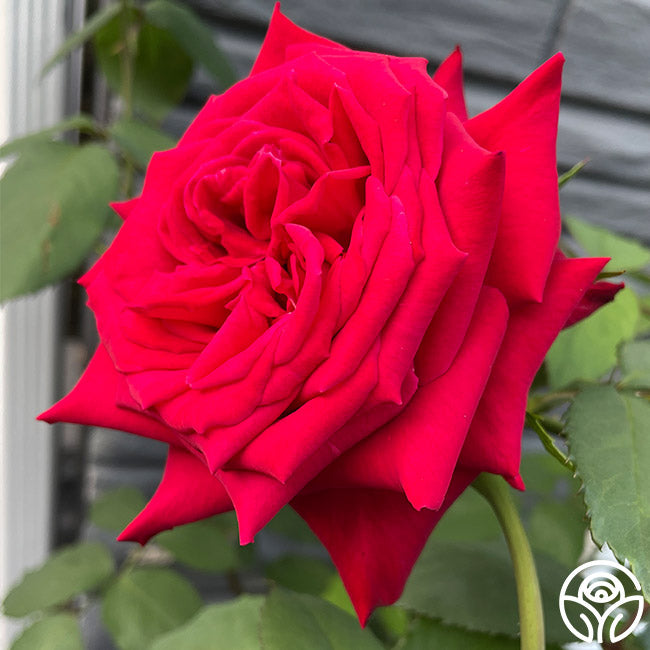 Kardinal Rose - Hybrid Tea - Lightly Fragrant – Heirloom Roses