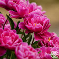 Karl Rosenfield peony with large, bright magenta blooms