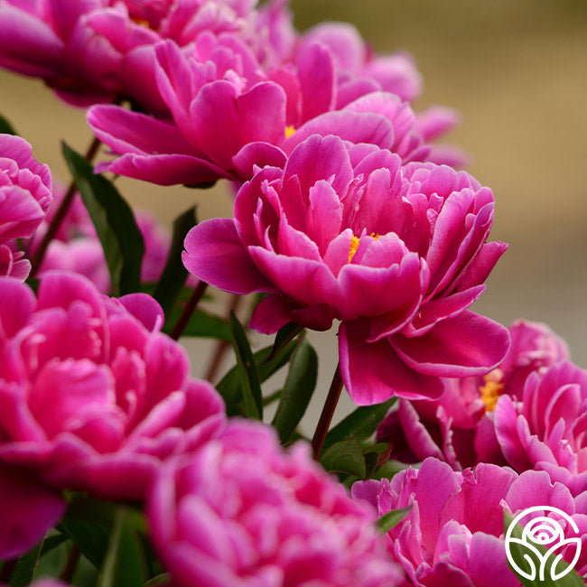 Karl Rosenfield peony with large, bright magenta blooms