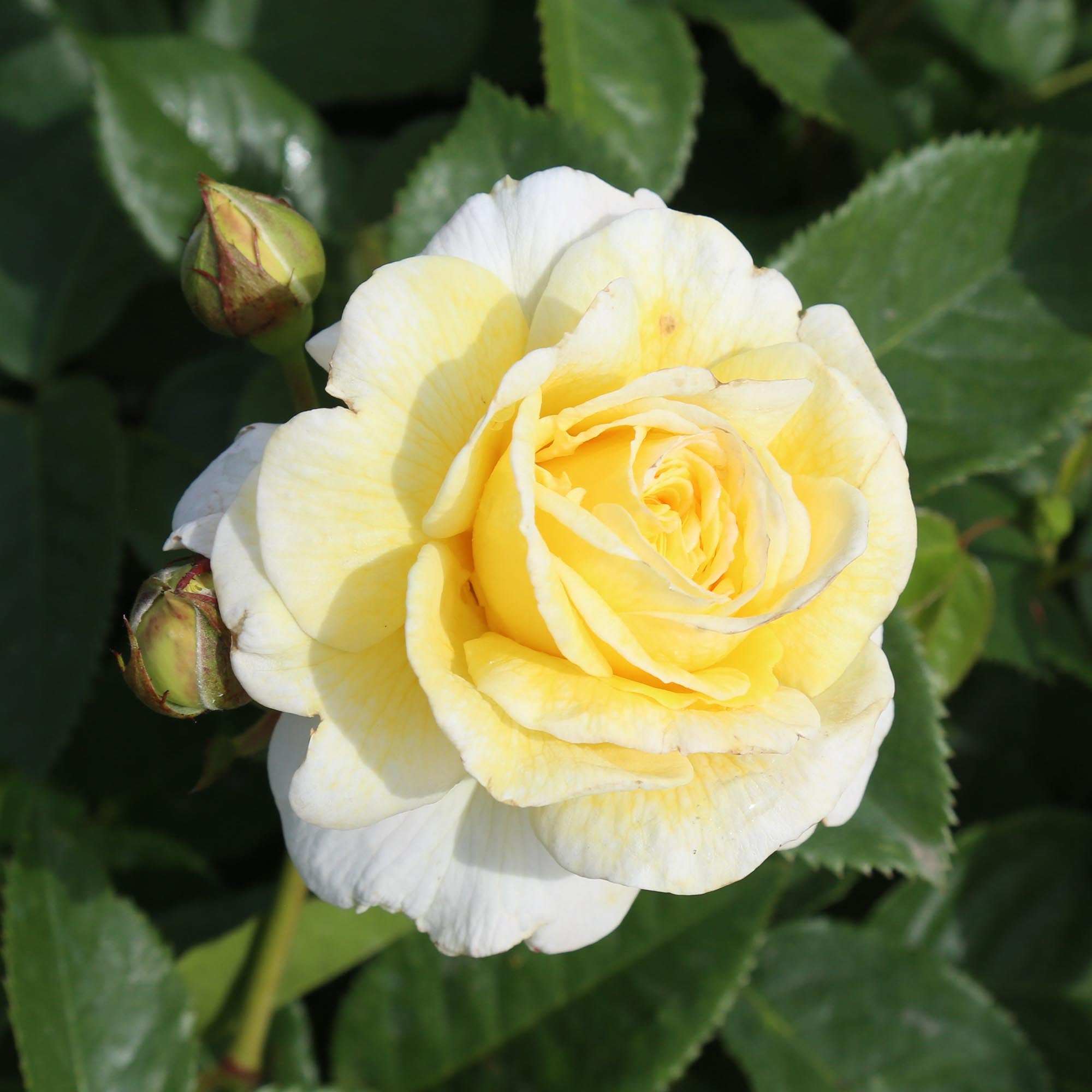Karl Ploberger Rose