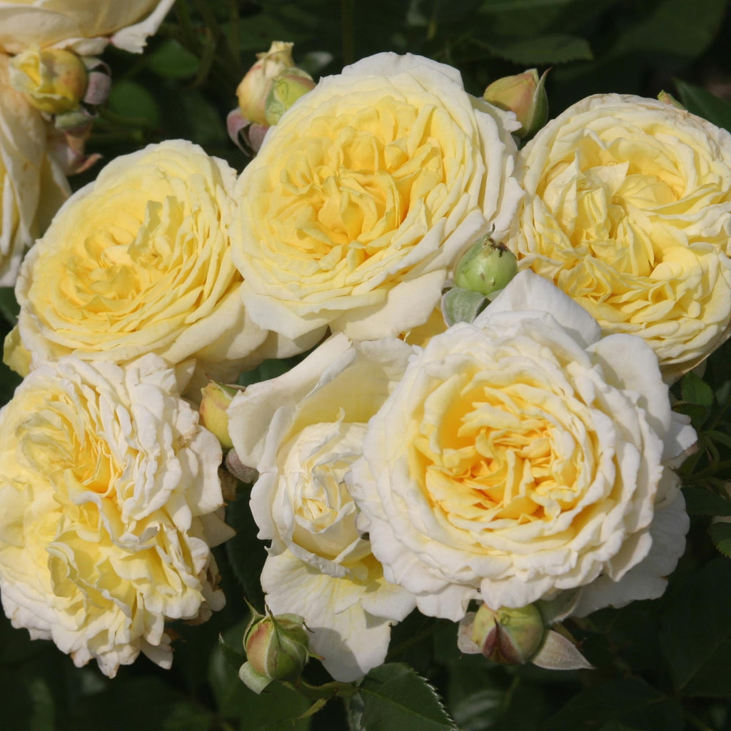 Karl Ploberger Rose