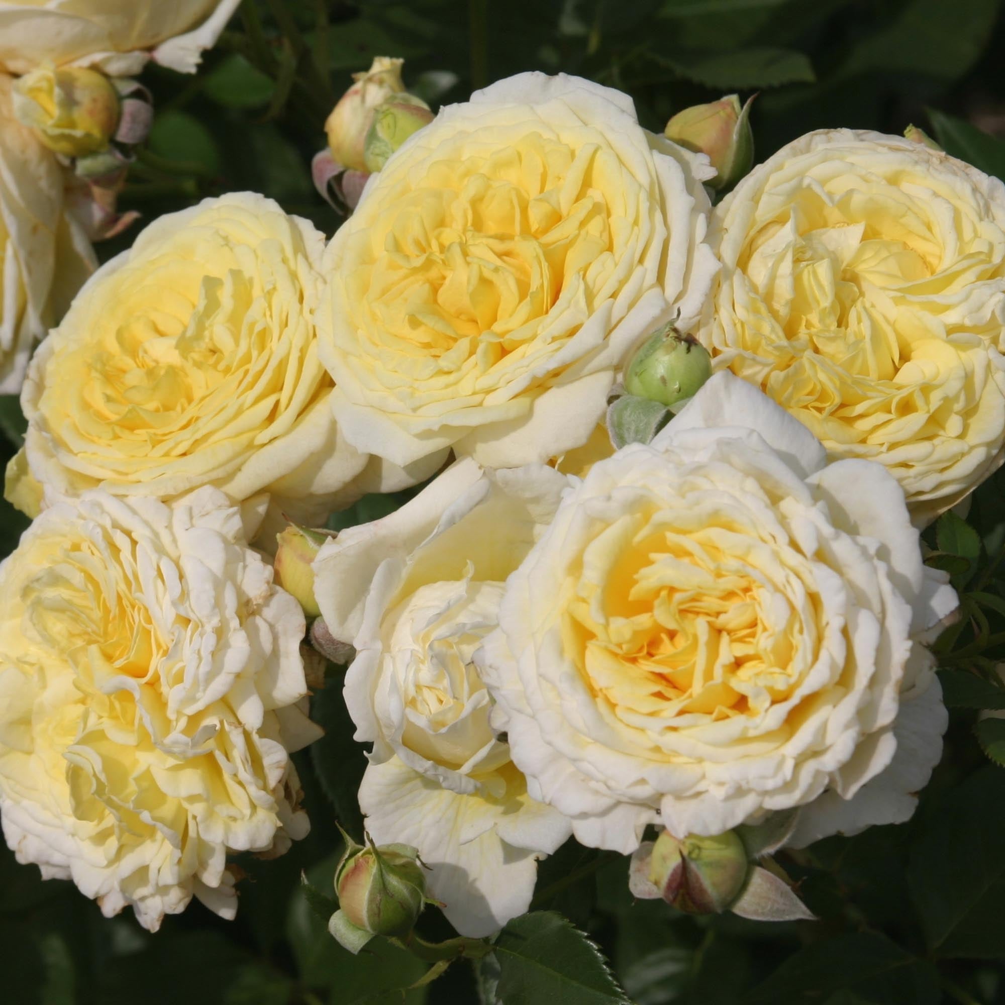 Karl Ploberger Rose