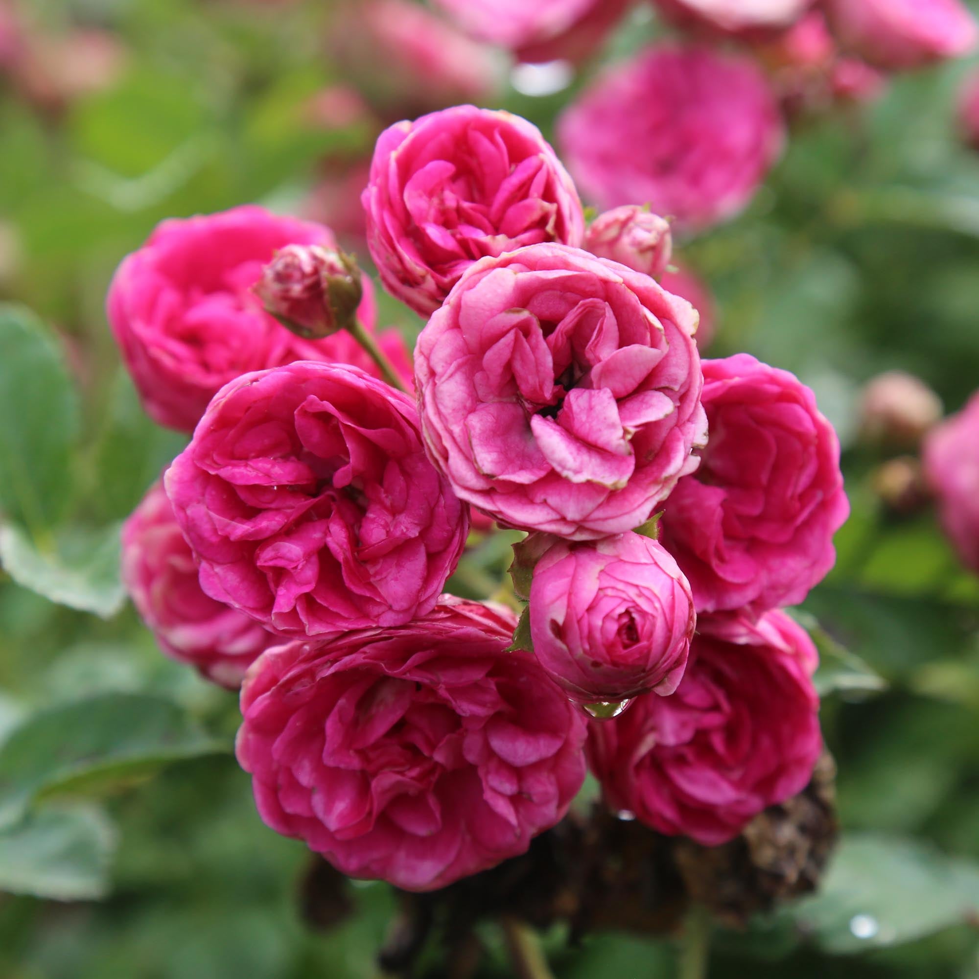 Kendyl Marie | Pink Polyantha Rose Bush – Heirloom