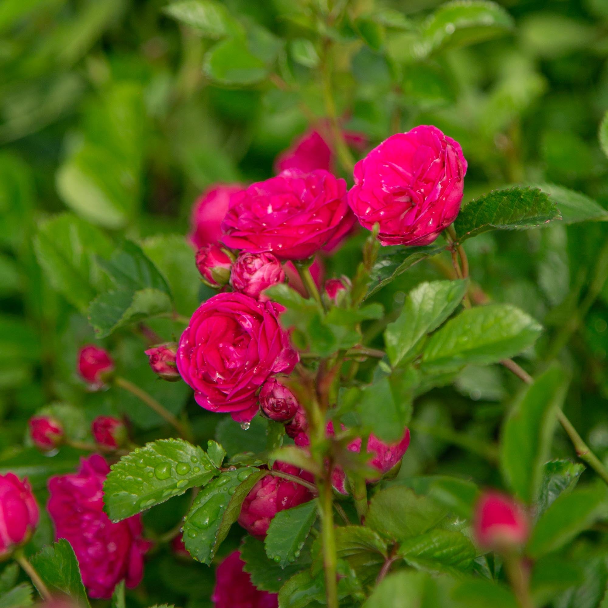 Kendyl Marie | Pink Polyantha Rose Bush – Heirloom