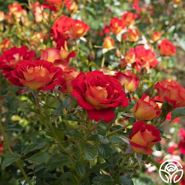 Ketchup & Mustard Floribunda Rose | Colorful Rose Bush – Heirloom