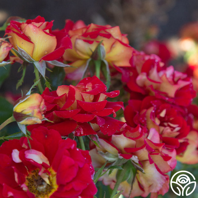 Ketchup & Mustard Rose - Floribunda - Moderately Fragrant – Heirloom Roses