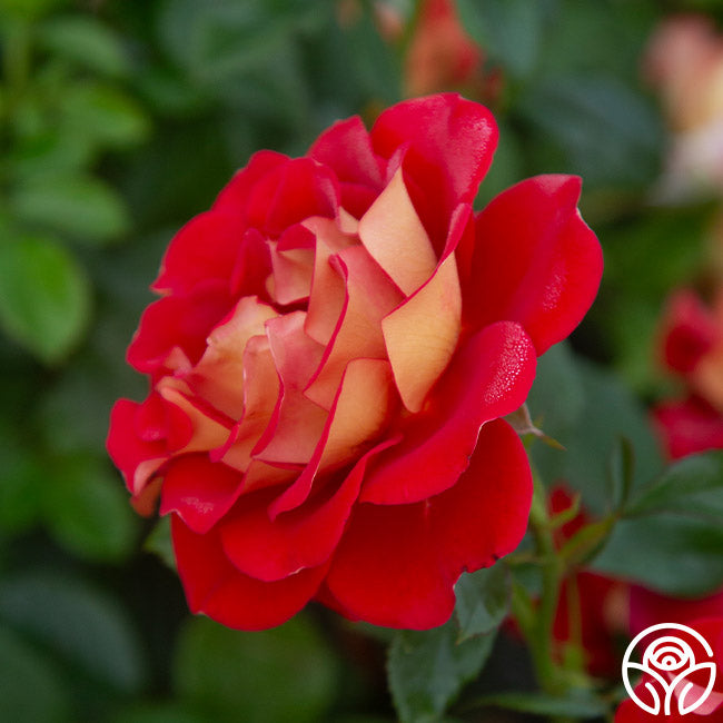 Ketchup & Mustard Rose - Floribunda - Moderately Fragrant – Heirloom Roses