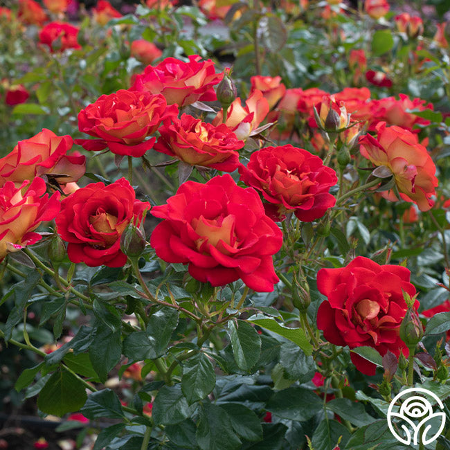 Ketchup & Mustard™