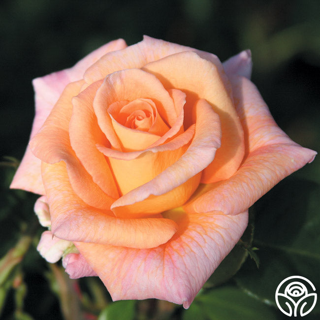 Morgan Mack Roses King's Macc Hybrid Tea Rose | Fragrant Rose Bush – Heirloom