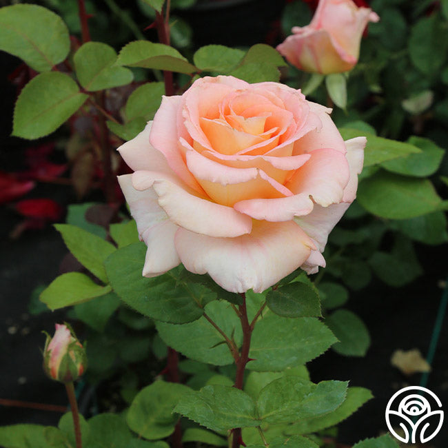 Morgan Mack Roses King's Macc Rose - Hybrid Tea - Very Fragrant – Heirloom Roses
