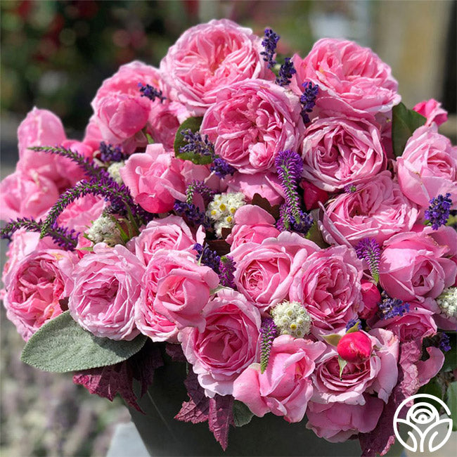Fragrant Pink Climber Collection