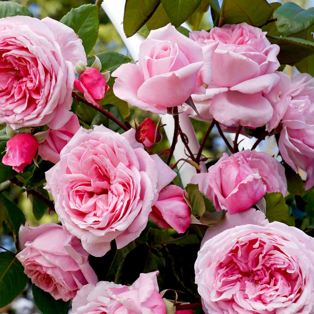 Arborose® Kiss Me Kate