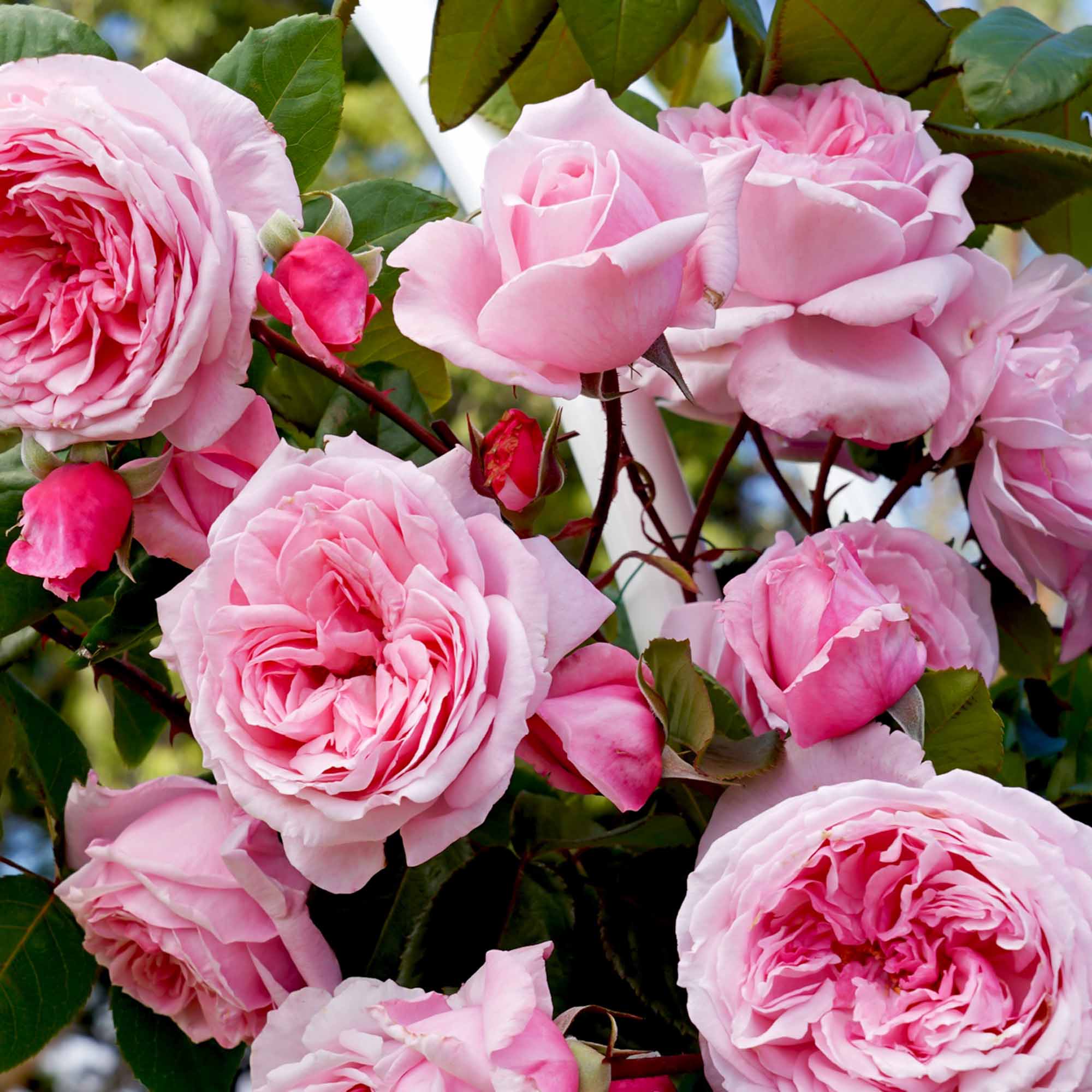Arborose® Kiss Me Kate