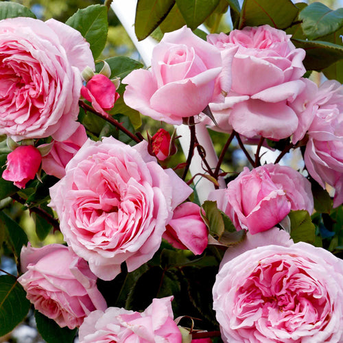 Arborose® Kiss Me Kate